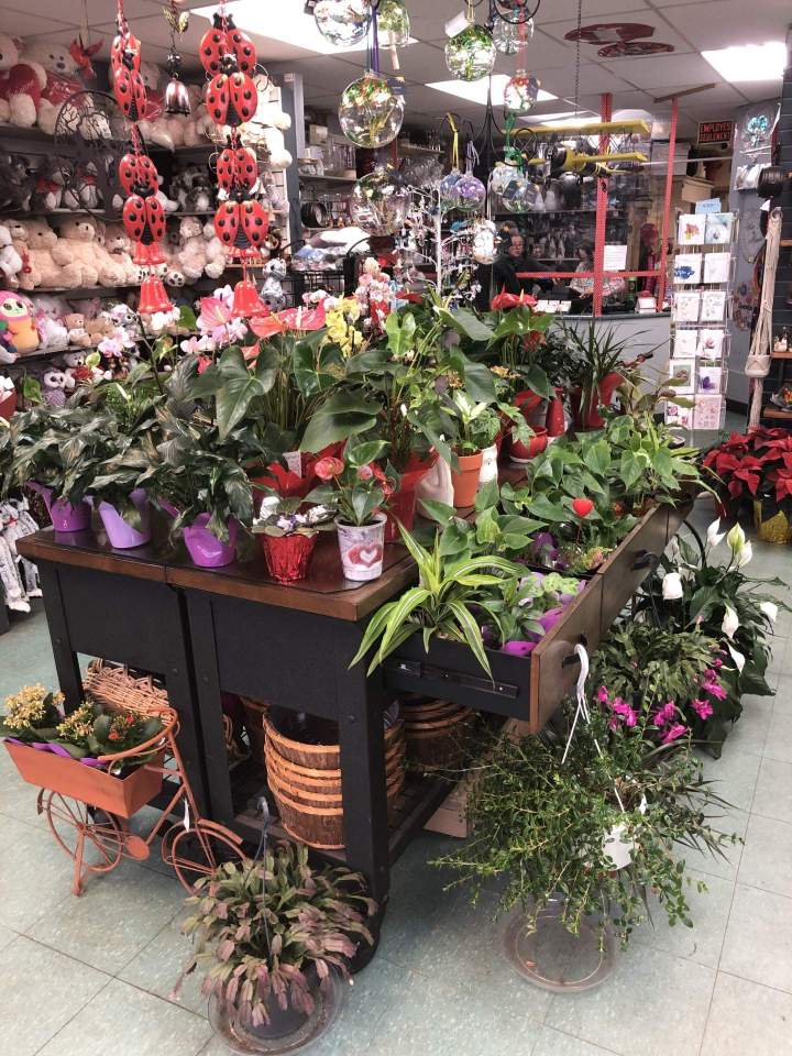 Vente des plantes Gatineau