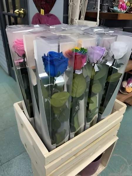 Roses stabilisées Gatineau